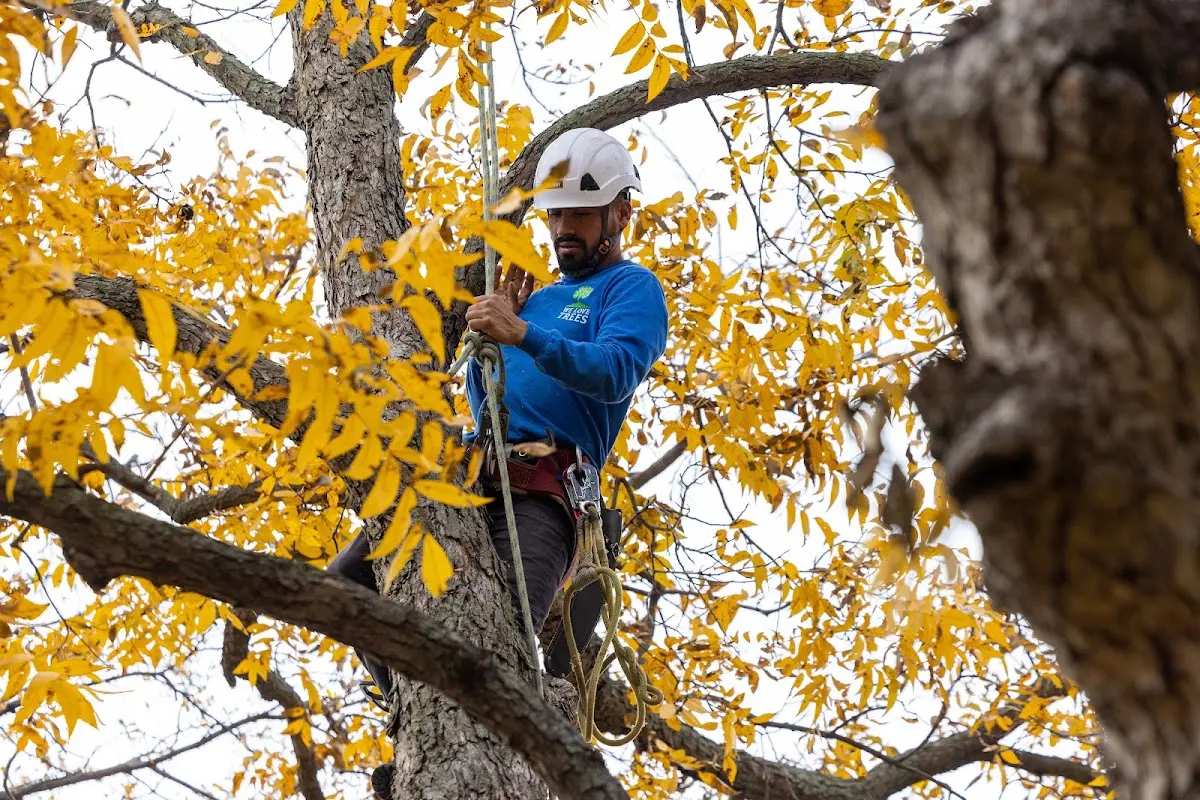 Skilled Dead Tree Removal crew working in Streetman